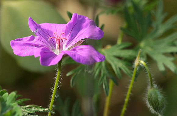 Geranium