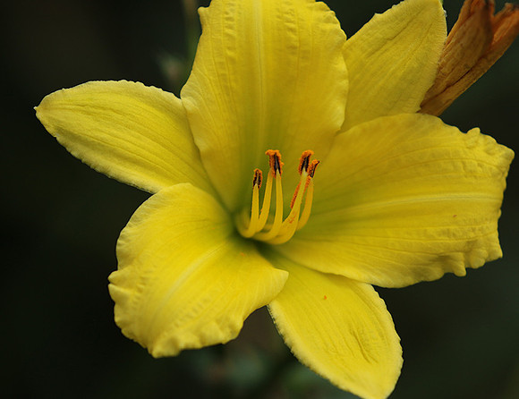 Hemerocallis