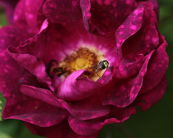 Rose "Alain Blanchard"