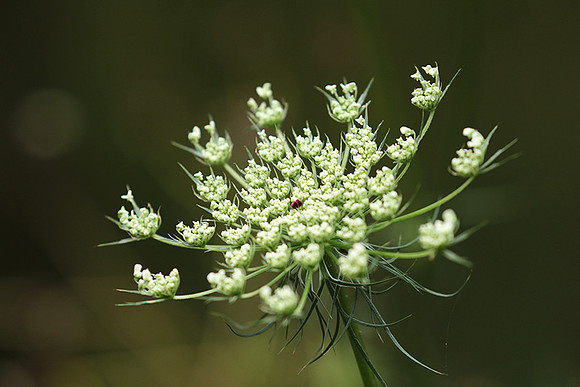 Wild flower