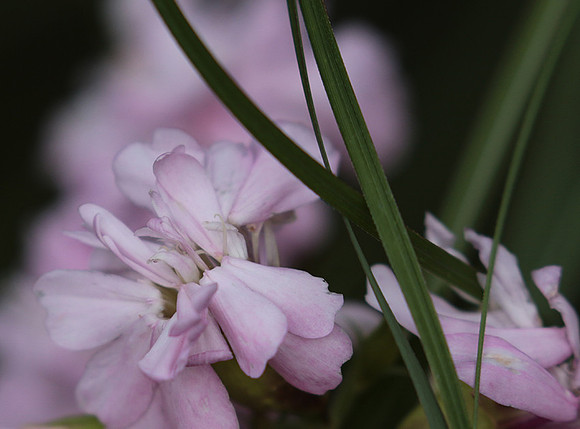 Saponaria