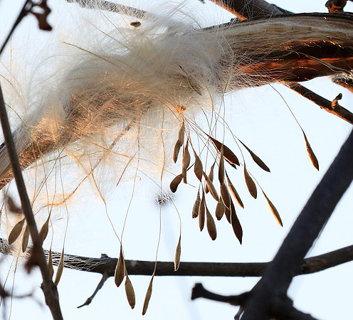 Flower seeds - Zimbabwe