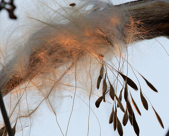 Flower seeds - Zimbabwe