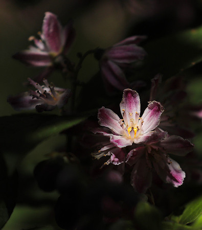 Deutzia perle rose