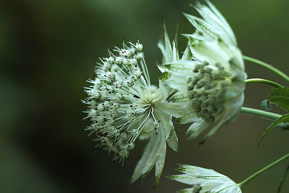 Astrantia