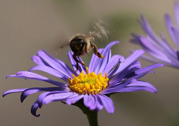 Aster Frikartii