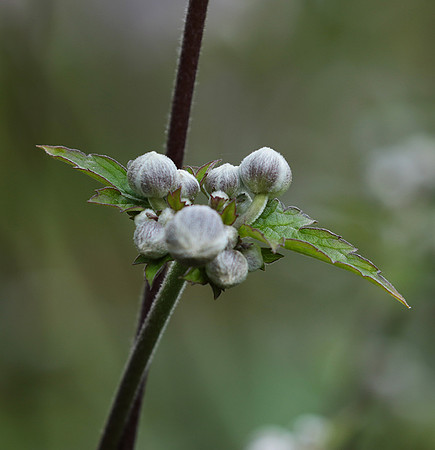 Anemona japonica