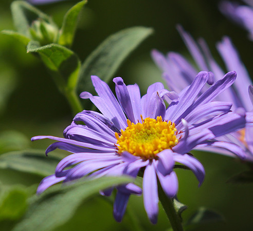 Aster Frikartii