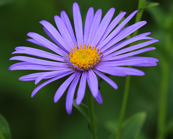 Aster Frikartii