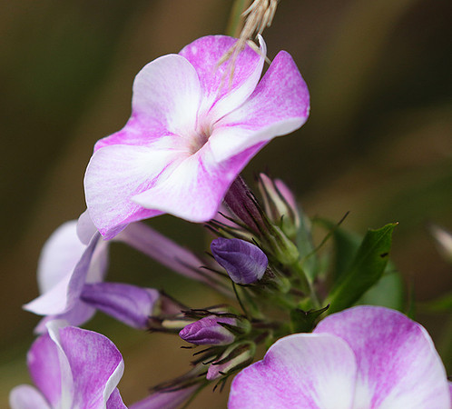 Phlox