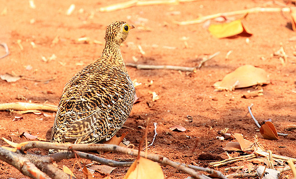 Double-banded sandgrouse - Matusadona NP