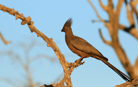 Go away bird - Singita Lebombo