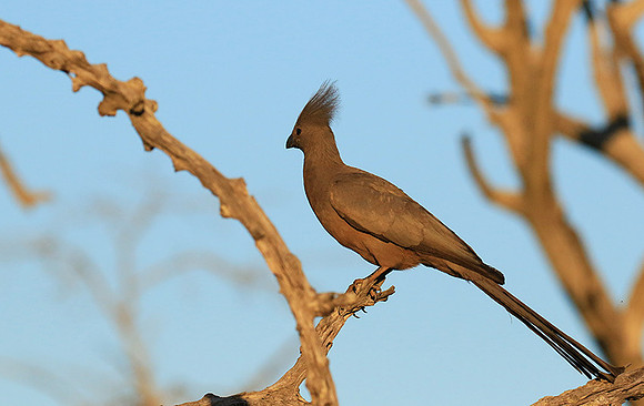 Go away bird - Singita Lebombo