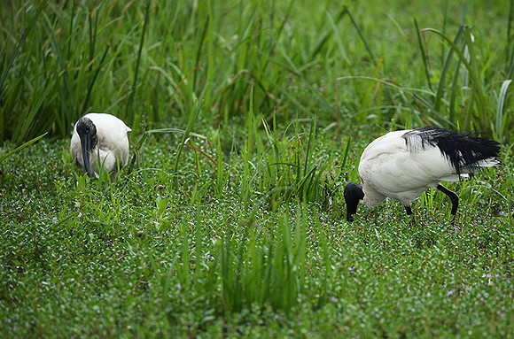 Sacred ibis - Laikipia