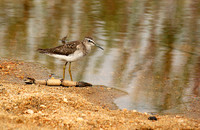 At Mala Mala