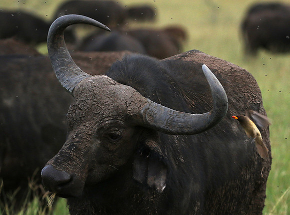 Western Serengeti - Grumeti Private Reserve