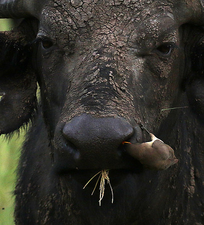 Western Serengeti - Grumeti Ptivate Reserve