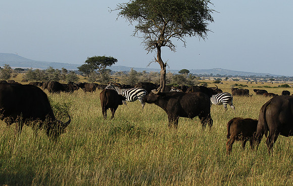 Grumeti Private Reserve