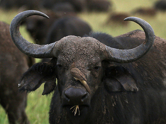 Western Serengeti - Grumeti Ptivate Reserve