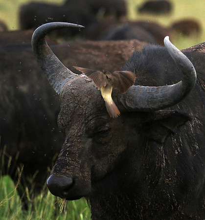 Western Serengeti - Grumeti Ptivate Reserve