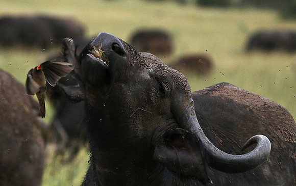 Western Serengeti - Grumeti Ptivate Reserve