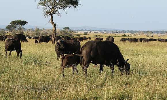 Grumeti Private Reserve