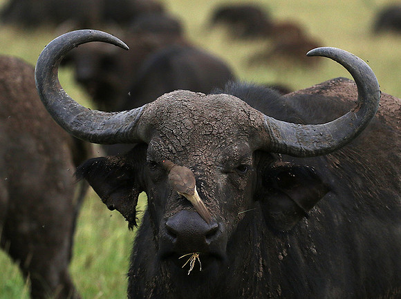 Western Serengeti - Grumeti Ptivate Reserve