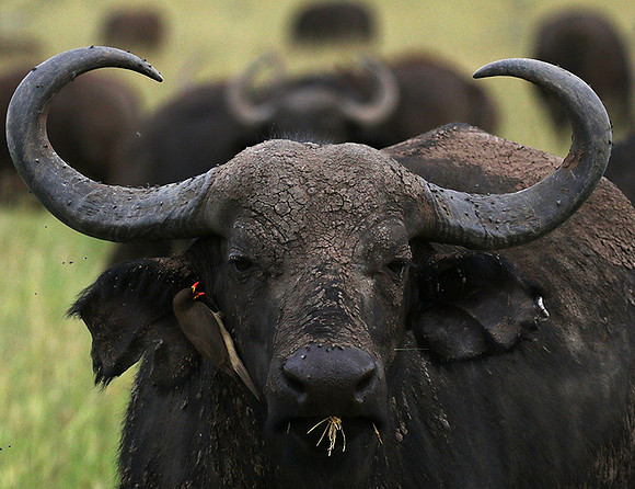 Western Serengeti - Grumeti Ptivate Reserve