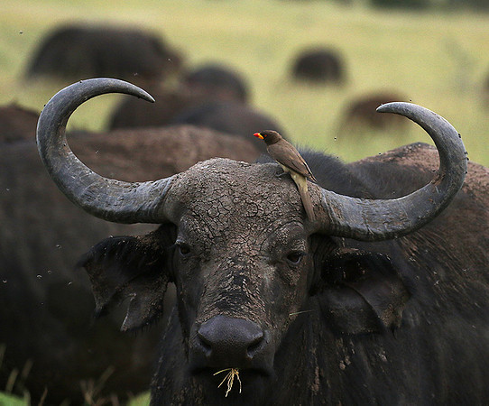 Western Serengeti - Grumeti Ptivate Reserve