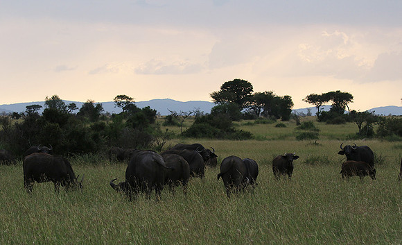 Grumeti Private Reserve