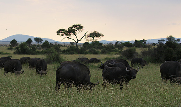 Grumeti Private Reserve