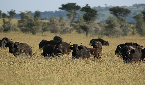 Grumeti Private Reserve