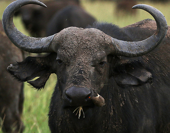 Western Serengeti - Grumeti Ptivate Reserve