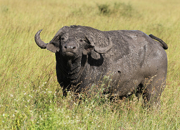 Grumeti Private Reserve
