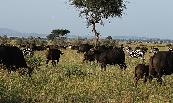 Grumeti Private Reserve