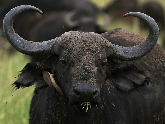 Western Serengeti - Grumeti Ptivate Reserve