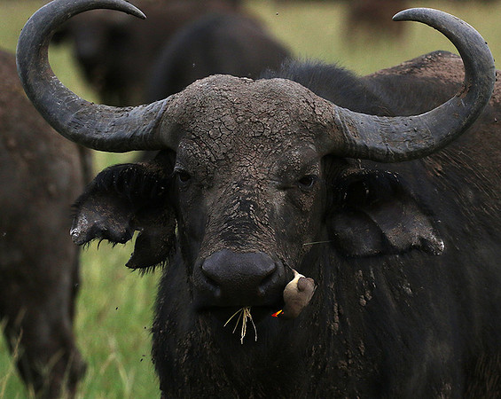 Western Serengeti - Grumeti Ptivate Reserve