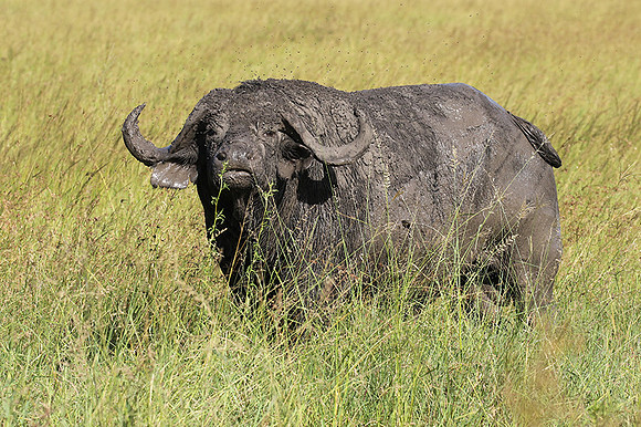 Grumeti Private Reserve