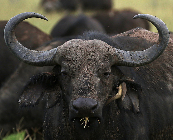 Western Serengeti - Grumeti Private Reserve