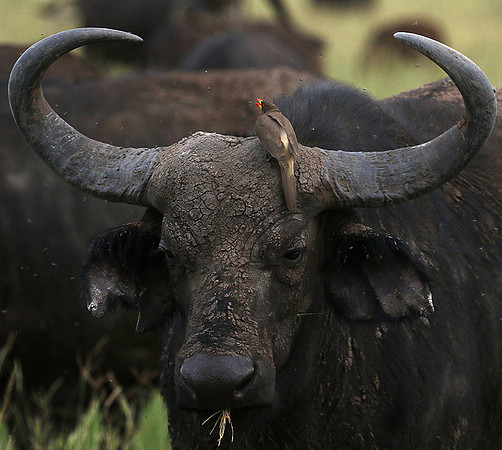 Western Serengeti - Grumeti Ptivate Reserve
