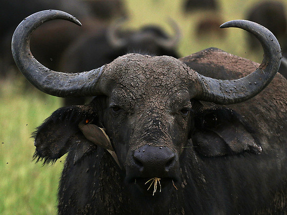 Western Serengeti - Grumeti Ptivate Reserve