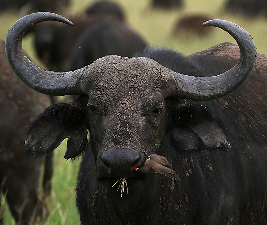 Western Serengeti - Grumeti Ptivate Reserve