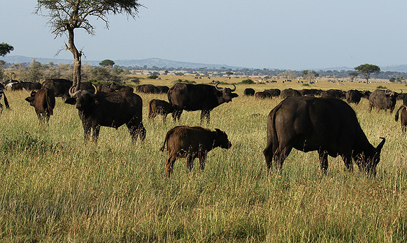Grumeti Private Reserve