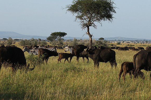 Grumeti Private Reserve