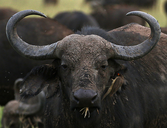 Western Serengeti - Grumeti Ptivate Reserve