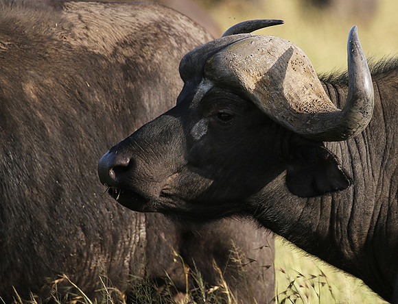 Grumeti Private Reserve