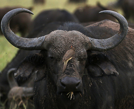 Western Serengeti - Grumeti Ptivate Reserve