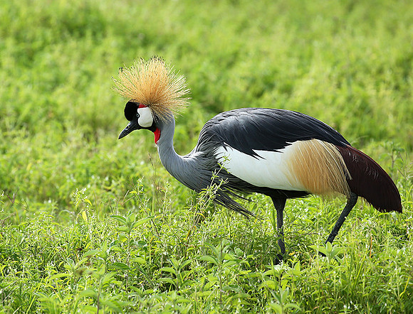 Crater of Ngorongoro : grey-crowned crane (grue royale)