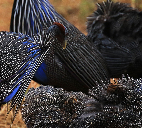 Vulturine guineafowls - northern Kenya