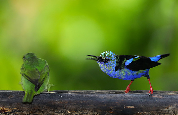 Red-legged honeycreeper - immature